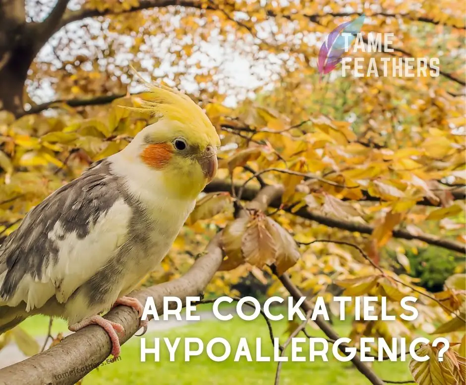 Are Cockatiels Hypoallergenic?