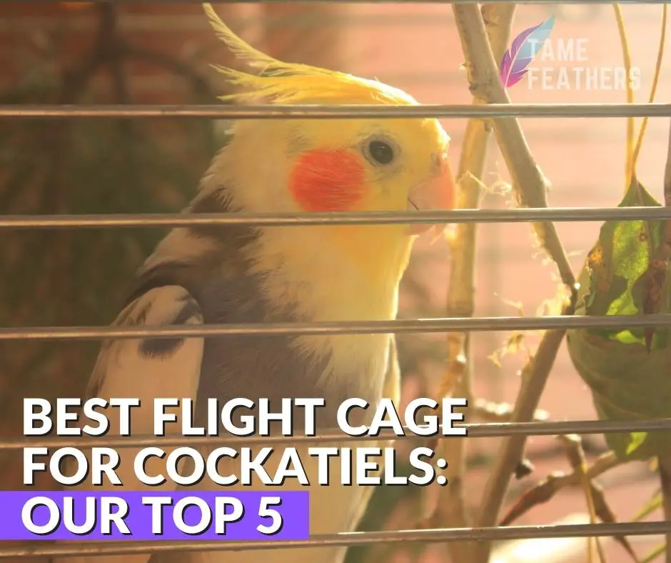 Best Flight Cage For Cockatiels: Our Top 5