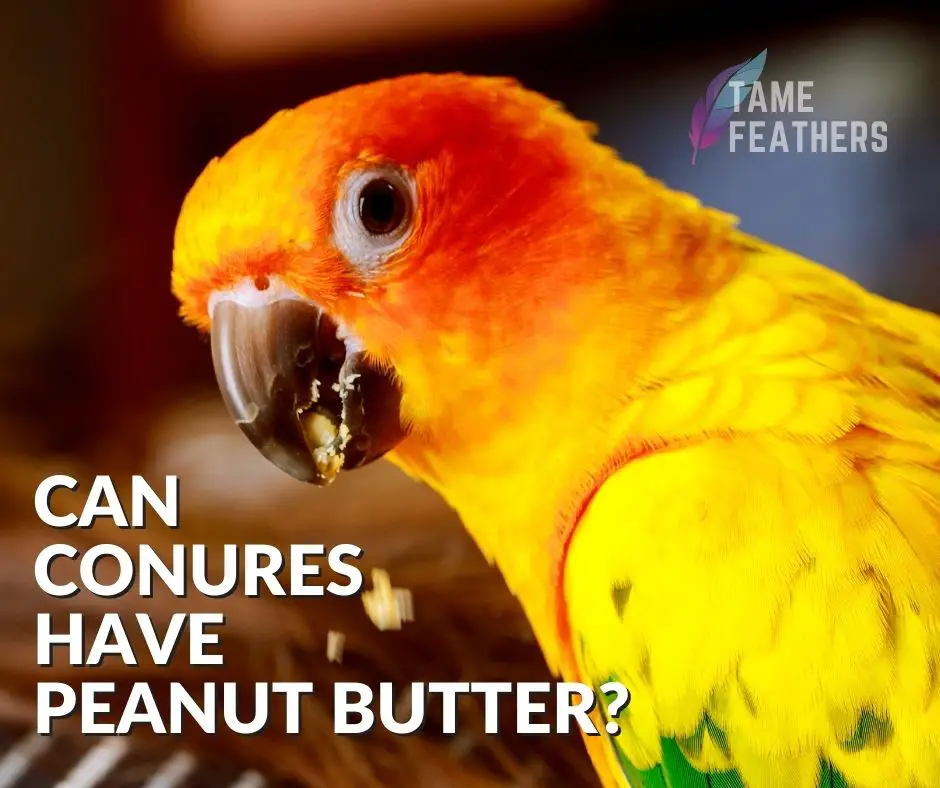 Can Conures Have Peanut Butter_