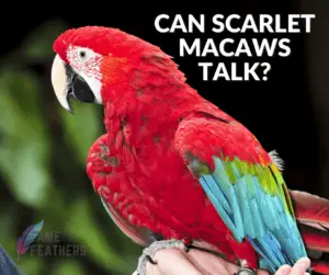Can Scarlet Macaws Talk?