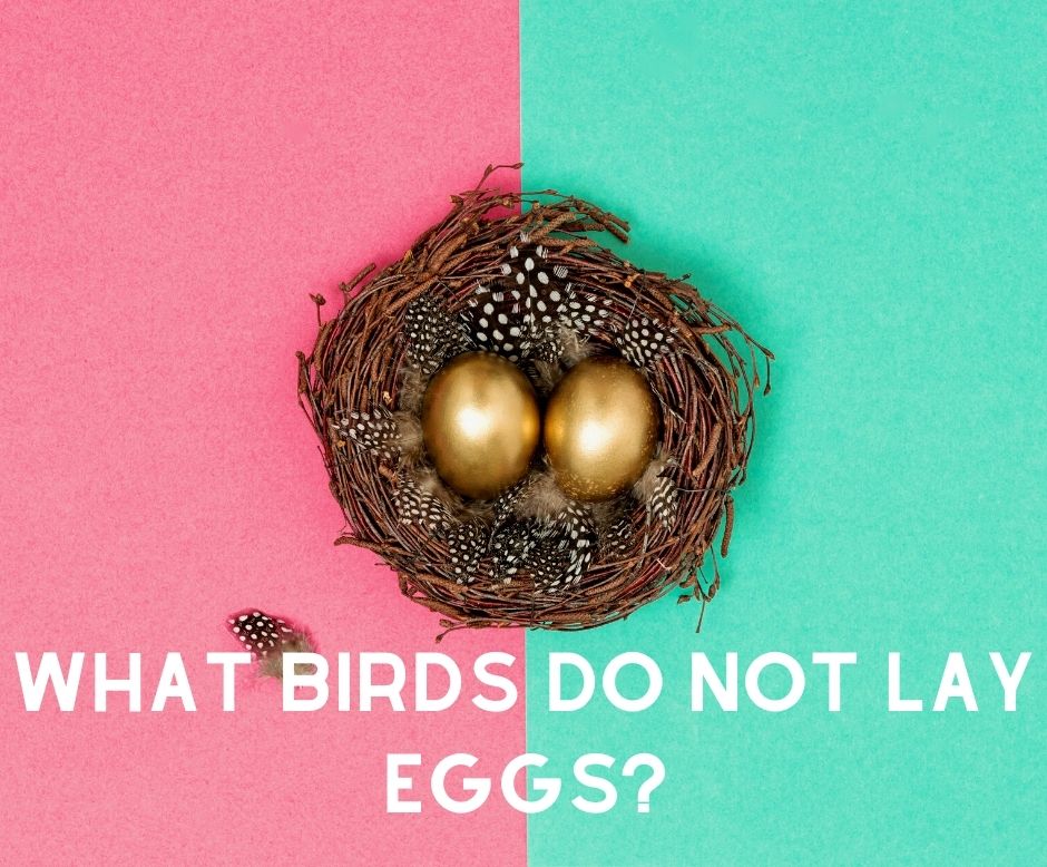 What birds do not lay eggs_