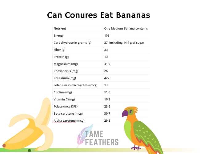 Can Conures Eat Bananas?