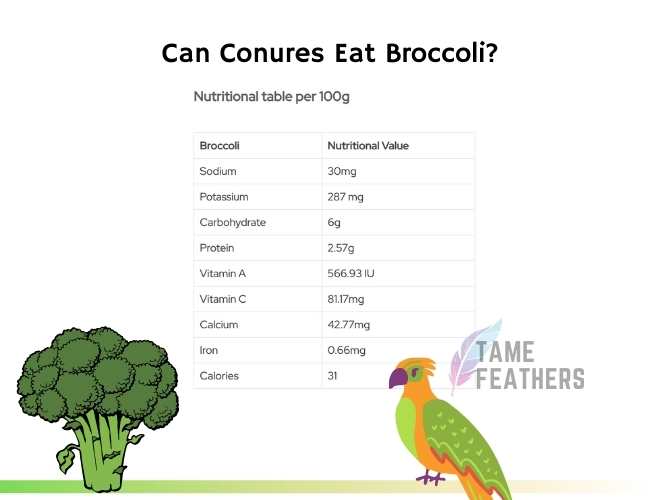 Can Conures Eat Broccoli_