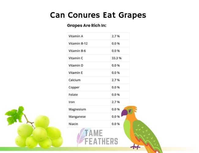 Can Conures Eat Grapes
