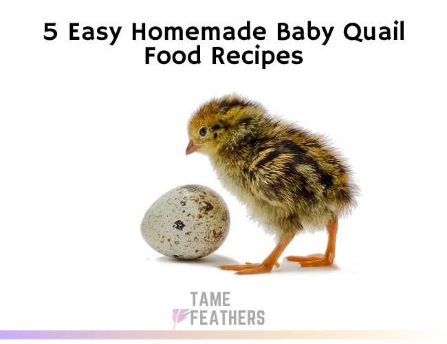 5 Easy Homemade Baby Quail Food Recipes: You NEED To Try