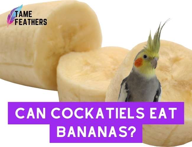 Can Cockatiels Eat Bananas_