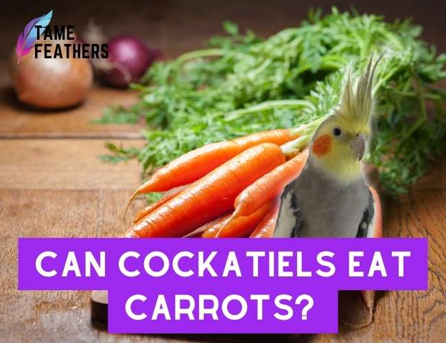 Can Cockatiels Eat carrots?