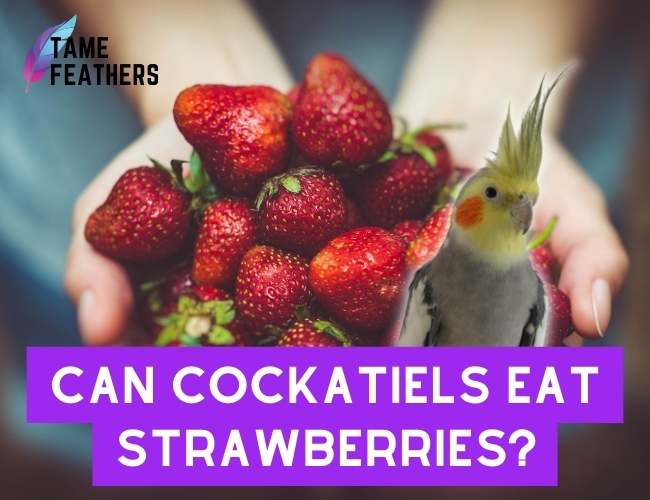 Can Cockatiels Eat strawberries_
