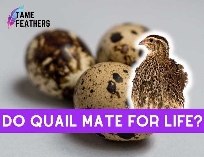 Do Quail Mate for Life?
