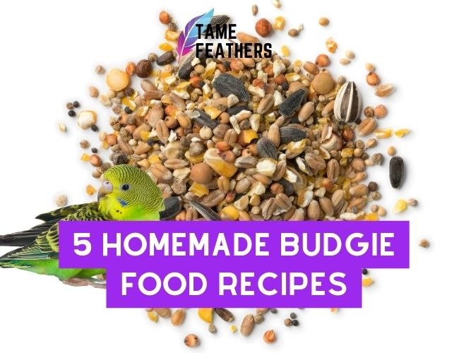 5 Homemade Budgie Food Recipes To Try Today! - Tame Feathers
