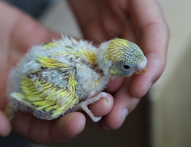 How Much Food Should I Feed My Baby Budgie?