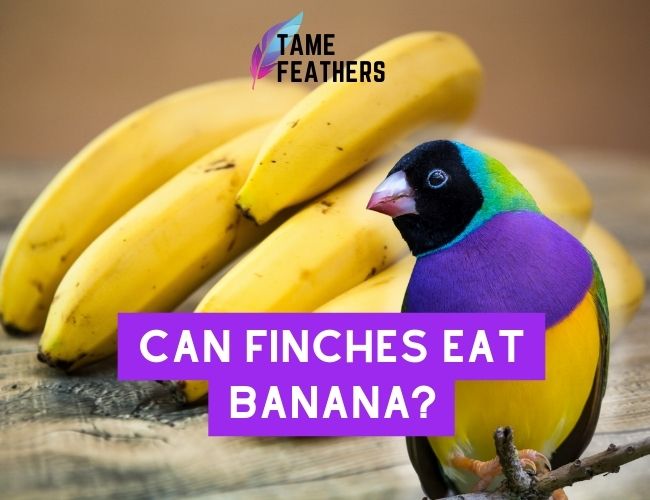 Can Finches eat bananas? Nutritional Information And Feeding Tips