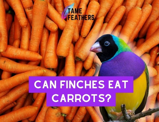 Can Finches eat carrots? Nutritional
  Information And Feeding Tips