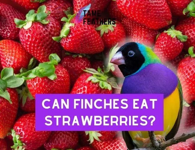 Can Finches eat strawberries?
  Nutritional Information And Feeding Tips