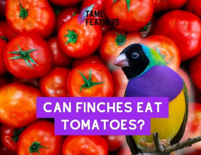 Can Finches eat tomatoes? A Guide to
  Feeding Your Finch