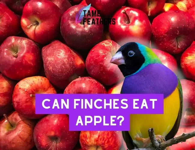 Can Finches eat apples? A Guide to
  Feeding Your Finch