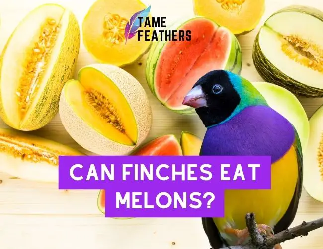 Can Finches eat melon? A Guide to
  Feeding Your Finch
