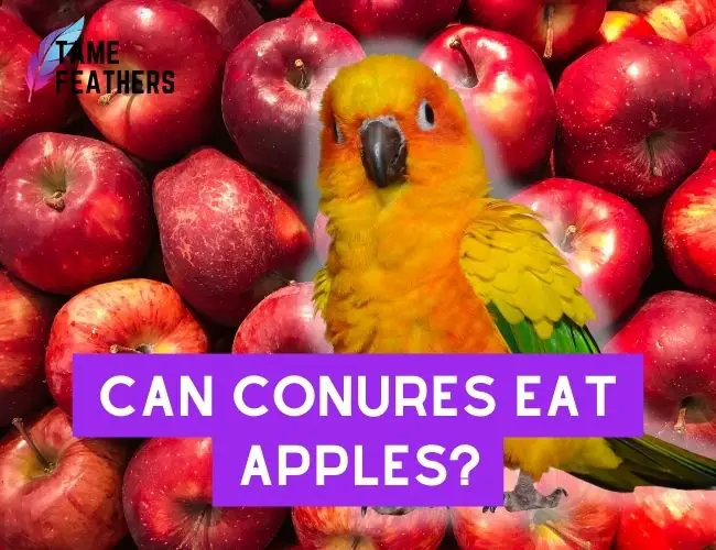 Can Conures eat apples? A Guide to Feeding Your Conure