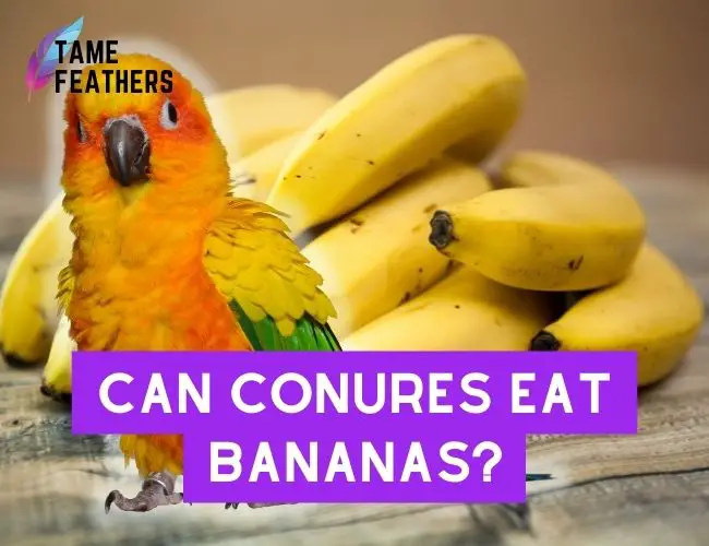 Can Conures eat bananas? Nutritional Information And Feeding Tips