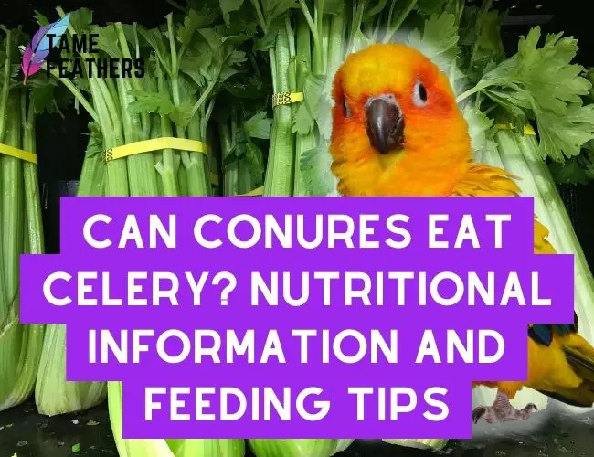 Can Conures eat celery? Nutritional Information And Feeding Tips