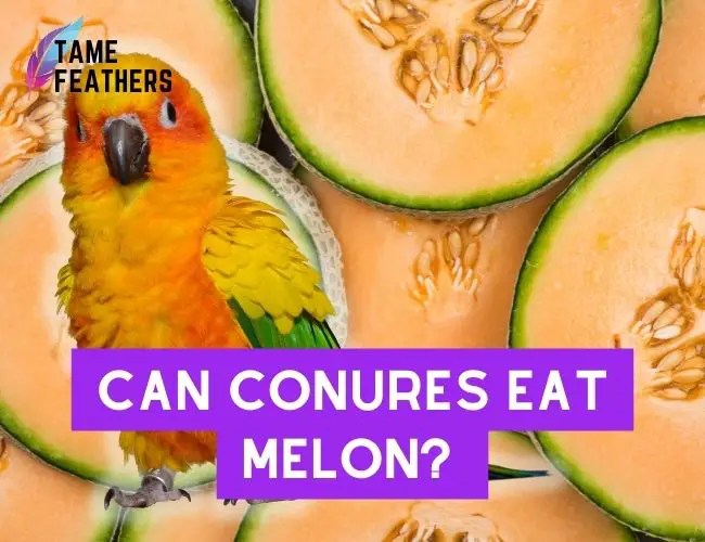 Can Conures eat melon? A Guide to Feeding Your Conure