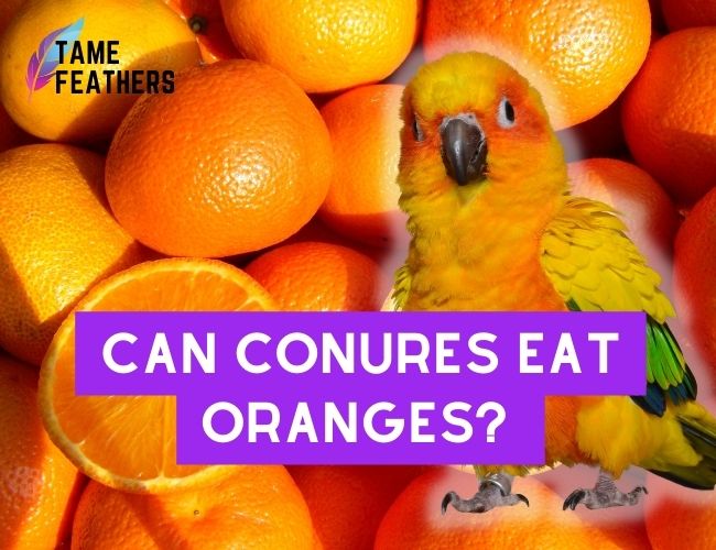 Can Conures eat oranges? A Guide to Feeding Your Conure