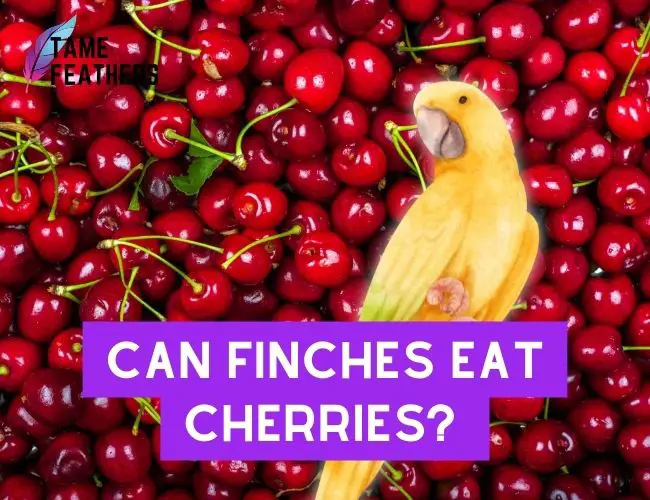 Can Finches eat cherries? Nutritional Information And Feeding Tips