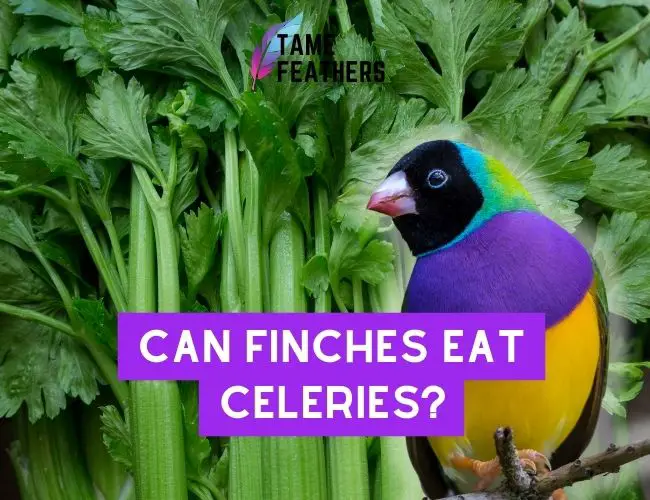 Can Finches eat celery? Nutritional
  Information And Feeding Tips