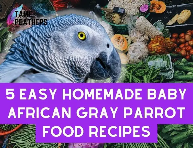 5 Easy Homemade Baby African Gray Parrot Food Recipes