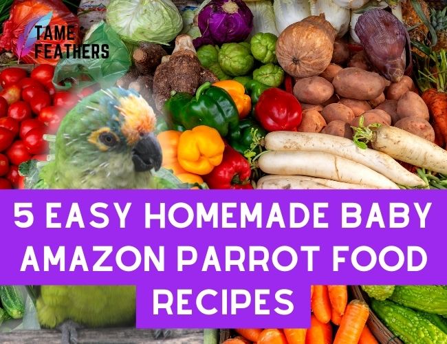 5 Easy Homemade Baby Amazon Parrot Food Recipes