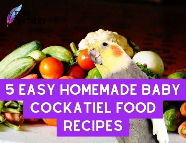 5 Easy Homemade Baby Cockatiel Food Recipes