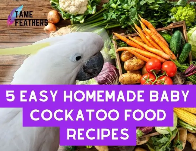 5 Easy Homemade Baby Cockatoo Food Recipes