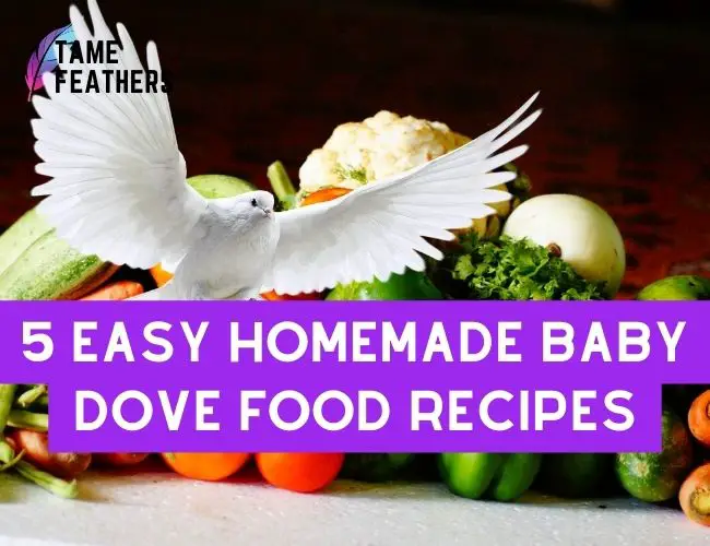 5 Easy Homemade Baby Dove Food Recipes