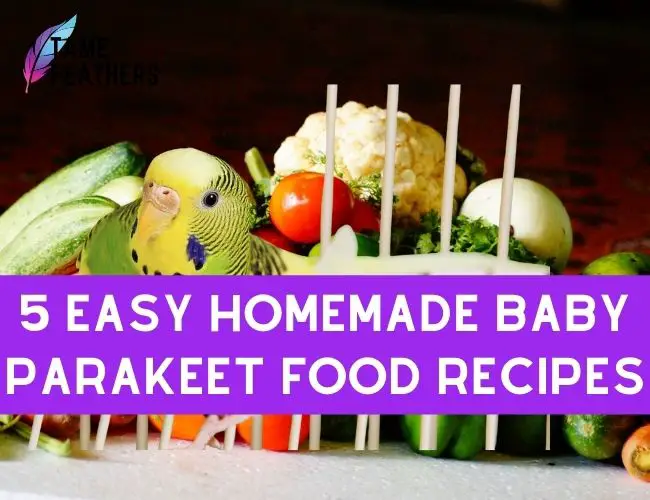 5 Easy Homemade Baby Parakeet Food Recipes