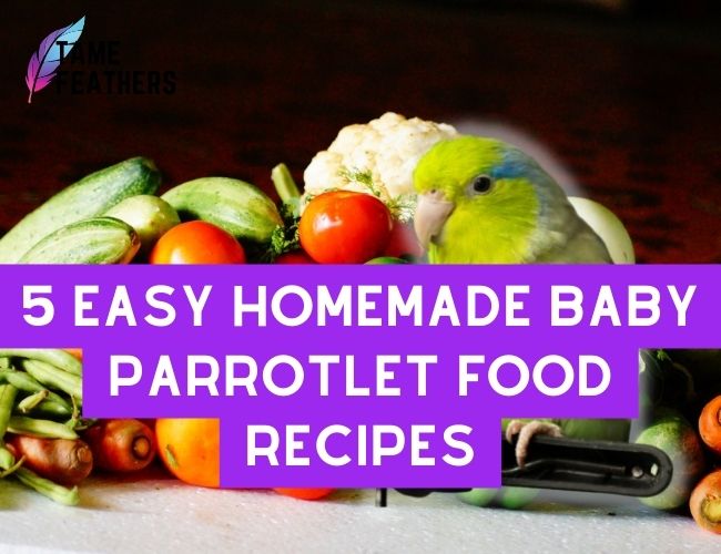 5 Easy Homemade Baby Parrotlet Food Recipes