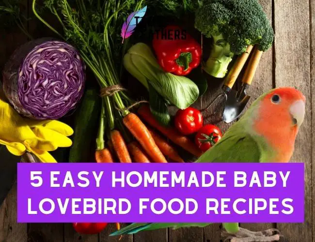 5 Easy Homemade Baby Lovebird Food Recipes