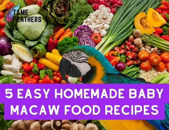 5 Easy Homemade Baby Macaw Food Recipes