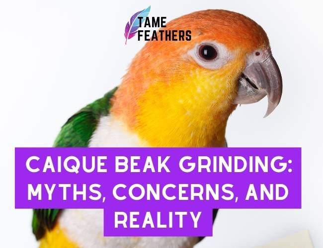 Caique Beak Grinding: Myths, Concerns, and Reality