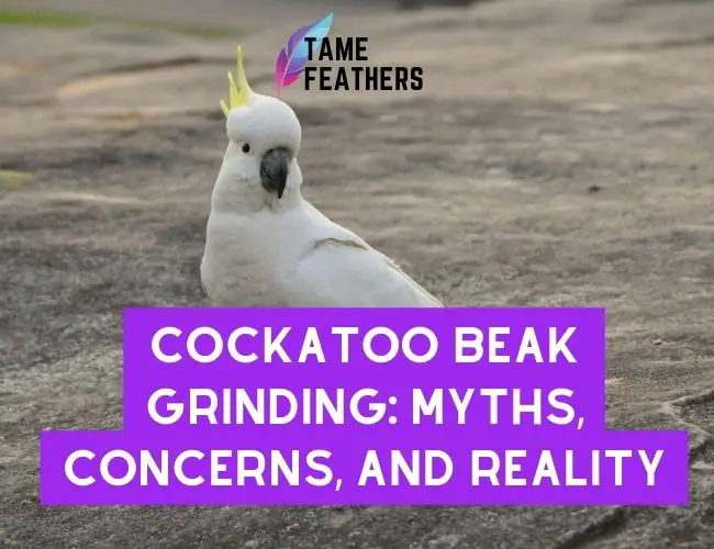 Cockatoo Beak Grinding: Myths, Concerns, and Reality