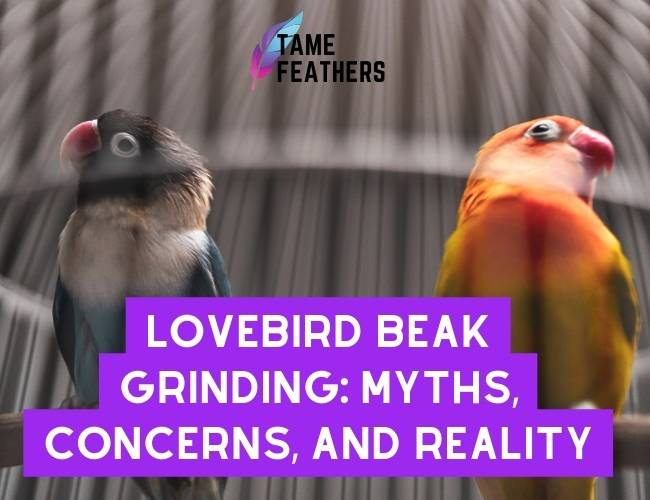Lovebird Beak Grinding: Myths, Concerns, and Reality