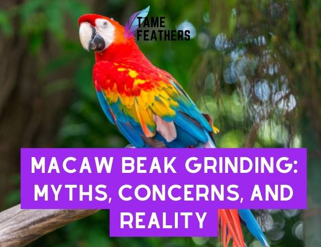 Macaw Beak Grinding: Myths, Concerns, and Reality