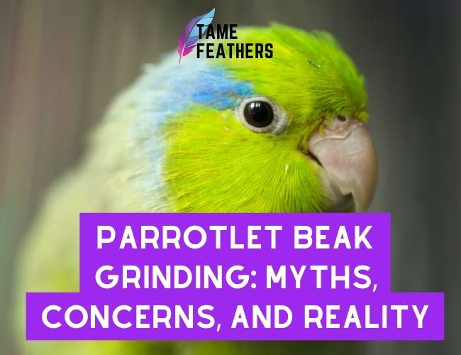Parrotlet Beak Grinding: Myths, Concerns, and Reality