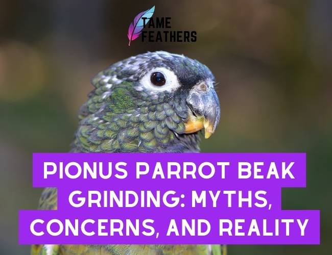 Pionus Parrot Beak Grinding: Myths, Concerns, and Reality