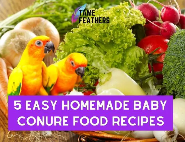 5 Easy Homemade Baby Conure Food Recipes