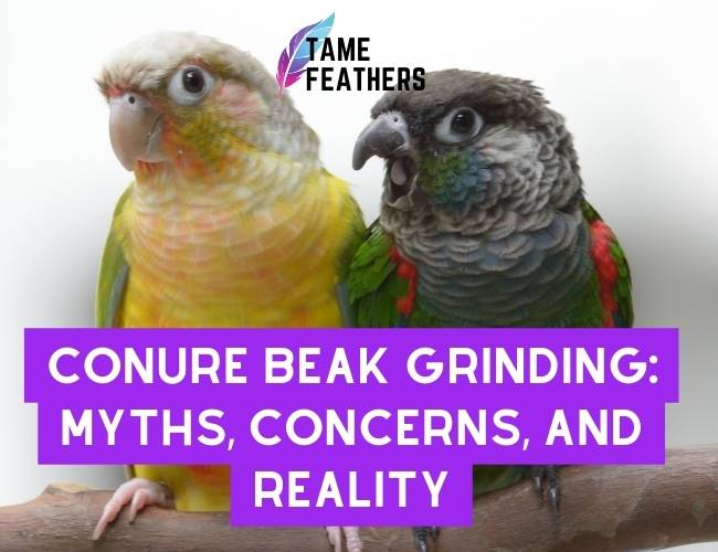 Conure Beak Grinding: Myths, Concerns, and Reality