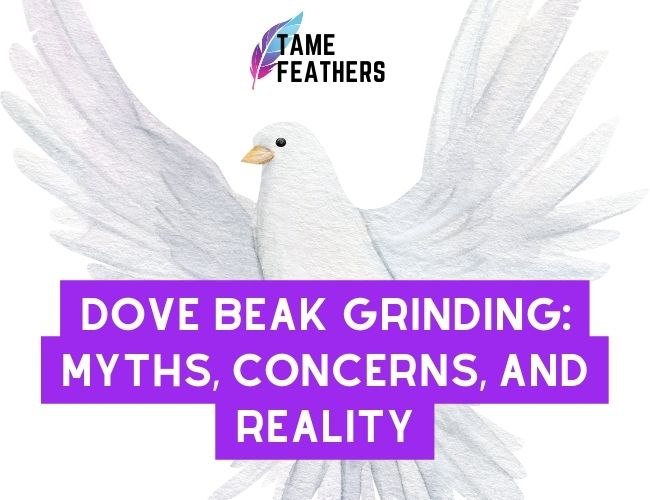 Dove Beak Grinding: Myths, Concerns, and Reality