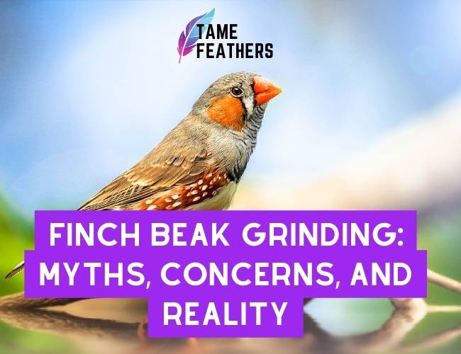 Finch Beak Grinding: Myths, Concerns, and Reality