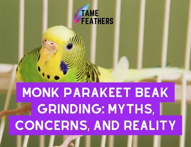 Monk Parakeet Beak Grinding: Myths, Concerns, and Reality