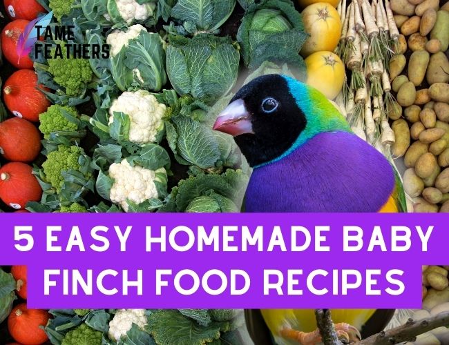 5 Easy Homemade Baby Finch Food Recipes