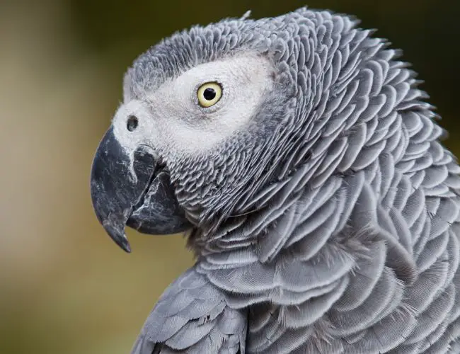 African Gray Parrot Beak Grinding: What Is It?
